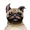 Sketch painted in watercolor: pug dog on a white isolated background