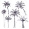 Sketch palm tree. Hand drawn tropical coconut palm trees, africans plants. Hawaii summer vacation engraving drawing