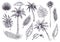 Sketch palm trees and leaves. Hand drawn tropical palms and leaf, black line silhouette exotic plants hawaii natura