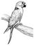 Sketch of parrot black and white vintage exotic tropical bird