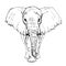 Sketch by pen African elephant front view
