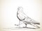 Sketch of pigeon bird walking side view