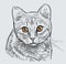 Sketch portrait of a cute domestic cat