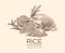 Sketch rice background. Agricultural plant, vintage hand drawn organic rice seeds and sack of grains. Diet engraving