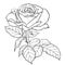 Sketch rose branch