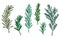 Sketch rosemary. Fresh rosemarys branches with leaves, retro woodcut. Vector isolated hand drawn vintage spice