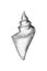 Sketch of a sea cone-shaped shell, drawn by hand, pencil drawing. Isolated on the former background. Marine wealth.Black