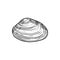 Sketch sea shell, vector engraved marine clam