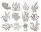 Sketch seaweed. Isolated ocean seaweeds, aquarium decorative art elements. Underwater corals, engraving sea algae