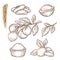 Sketch of shea elements. Vector set of branches, leaves, nuts and butter silhouettes.