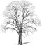 Sketch of silhouette old deciduous bare tree in winter