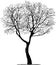 Sketch of silhouette single deciduous bare tree in winter season