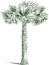 Sketch of single tropical palm tree