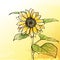 Sketch sunflower background