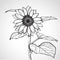 Sketch sunflower (Helianthus)