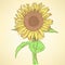 Sketch sunflower, vector vintage background