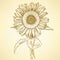 Sketch sunflower, vector vintage background