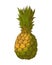 Sketch of a tropical pineapple on a white background. Summer vector drawing