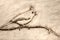 Sketch of a Tufted Titmouse Perched in a Tree