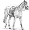 Sketch of walking harnessed horse