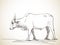 Sketch of zebu bull