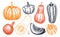 Sketched pumpkin illustrations set in color. Thanksgiving day design elements. Autumn food drawings. Vector vegetables, butternut