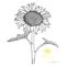 Sketched Sunflower Front View Vector