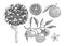 Sketched yuzu tree illustration. Hand drawn set of citrus fruit, leaves, branches and flowers in engraving style. Asian citron