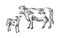 Sketches of cows and calf drawn by hand. livestock. cattle. animal grazing