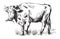 Sketches of cows drawn by hand