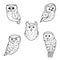 Sketches of owls on white background. Collection of birds in doodle style