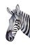 Sketchy portrait of young zebra.