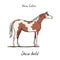 Skew bald horse color chart on white. Equine coat colors with text. Equestrian scheme.