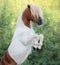 Skewbald American Miniature Horse with long forelock rearing.