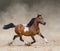 Skewbald American Miniature Horse running in dust.