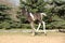 Skewbald foal running in outdoor