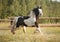 Skewbald gypsy vanner horse gallops in pasture
