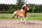 Skewbald horse galloping free at the pasture