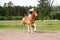 Skewbald horse galloping free at the pasture