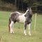 Skewbald horse on pasturage