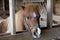 Skewbald shetland pony in stable looking over wooden beam