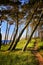 Skewed trees on the Baltic Sea cliff