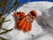 Ski gloves, skis and ski poles in the snow under the tree in winter or spring