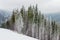 Ski piste among the spruce forest in cloudy weather