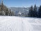 Ski piste among the spruce forest in sunny day