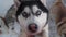 Ski resort entertainments. Close up husky blue eyes. Husky farm. Portrait of cute siberian husky