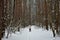 Ski road through the snowy pine forest. Tall pines on the branches of trees snow and ice. Girl