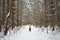 Ski road through the snowy pine forest. Tall pines on the branches of trees snow and ice. Girl