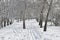 Ski run in the snow in the winter birch forest, in frosty weather