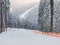 Ski slope among spruce forest in ski resort in Carpathians